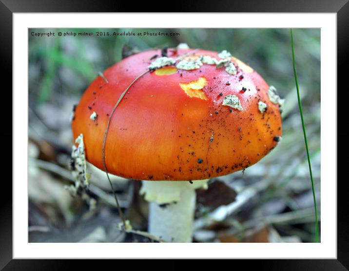 Arley Woods Fungi Framed Mounted Print by philip milner