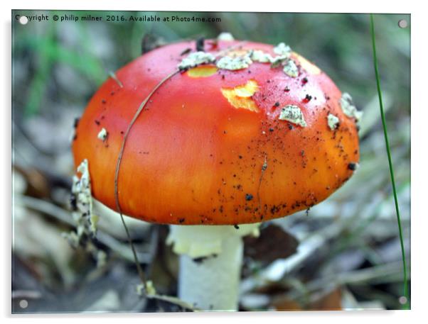 Arley Woods Fungi Acrylic by philip milner