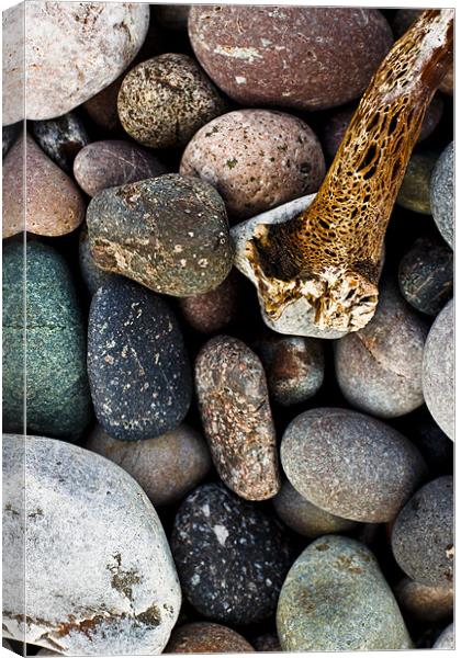 Coloured pebbles and seaweed skeleton on coast Canvas Print by Gabor Pozsgai