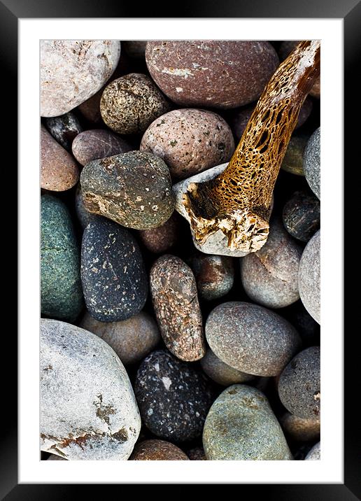 Coloured pebbles and seaweed skeleton on coast Framed Mounted Print by Gabor Pozsgai