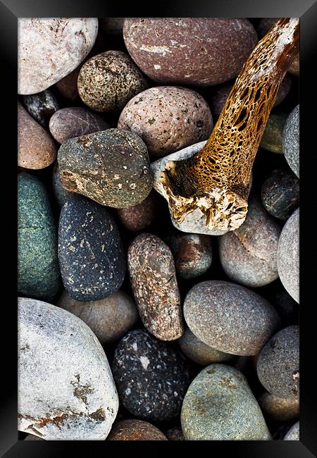 Coloured pebbles and seaweed skeleton on coast Framed Print by Gabor Pozsgai