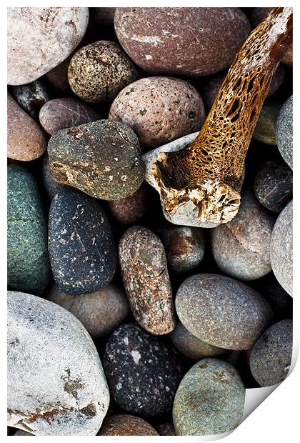 Coloured pebbles and seaweed skeleton on coast Print by Gabor Pozsgai