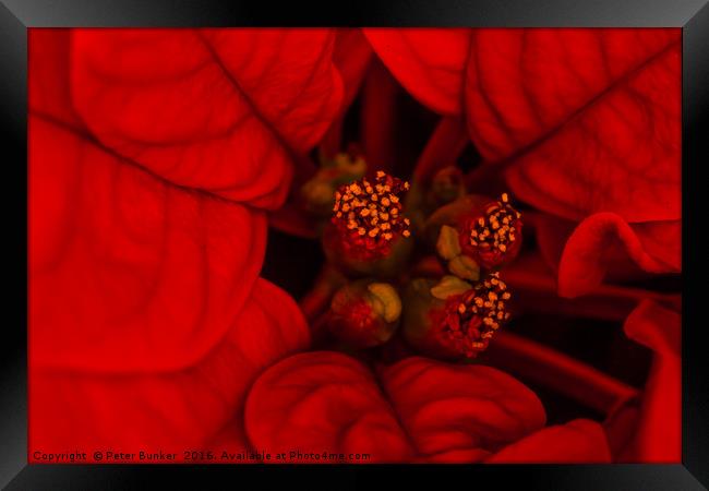 Poinsettia. Framed Print by Peter Bunker