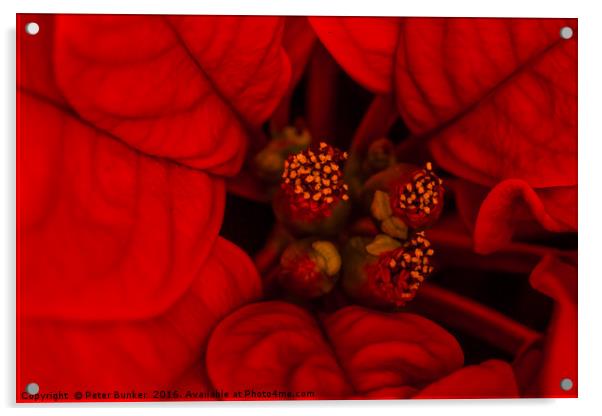 Poinsettia. Acrylic by Peter Bunker