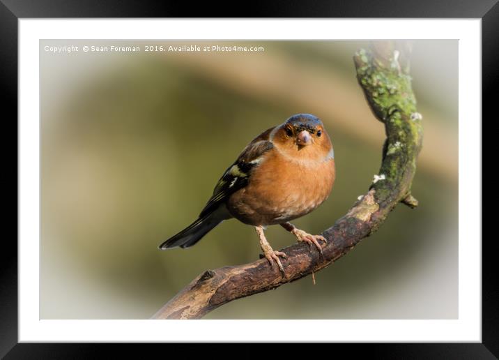Regal Chaffinch Framed Mounted Print by Sean Foreman