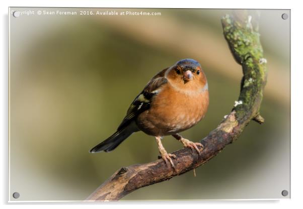 Regal Chaffinch Acrylic by Sean Foreman