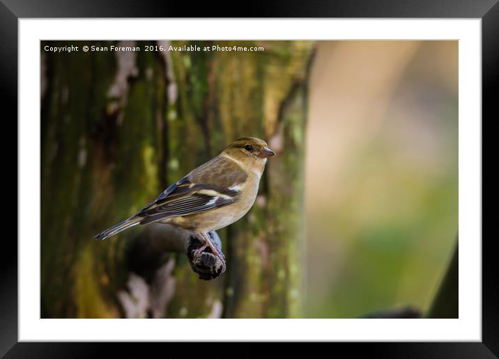 Delicate Female Chaffinch Framed Mounted Print by Sean Foreman