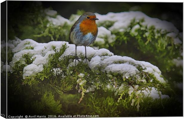 Winter Robin Canvas Print by Avril Harris