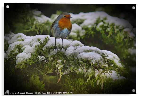 Winter Robin Acrylic by Avril Harris