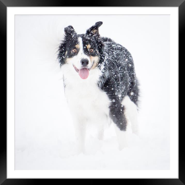 Border Collie in the snow Framed Mounted Print by Brent Olson