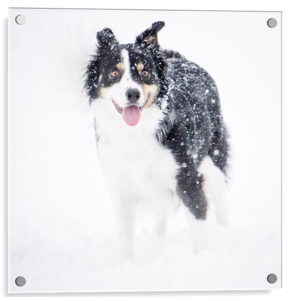 Border Collie in the snow Acrylic by Brent Olson