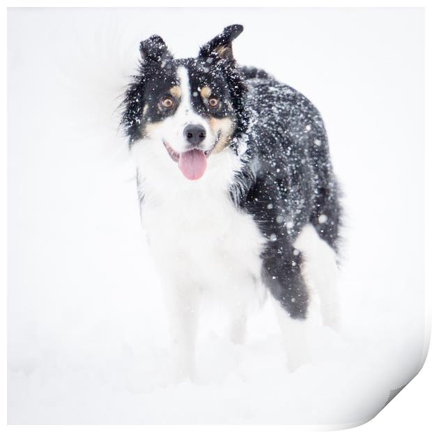 Border Collie in the snow Print by Brent Olson