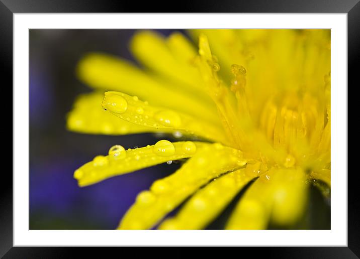 Yellow dandelion flower with waterdrops Framed Mounted Print by Gabor Pozsgai