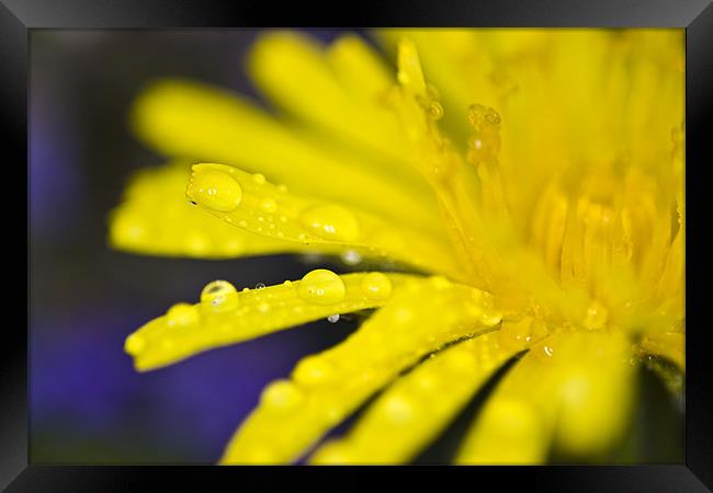 Yellow dandelion flower with waterdrops Framed Print by Gabor Pozsgai