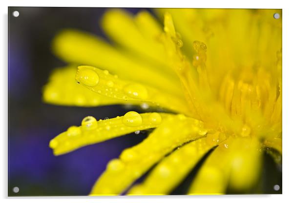 Yellow dandelion flower with waterdrops Acrylic by Gabor Pozsgai