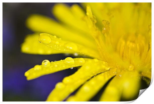 Yellow dandelion flower with waterdrops Print by Gabor Pozsgai
