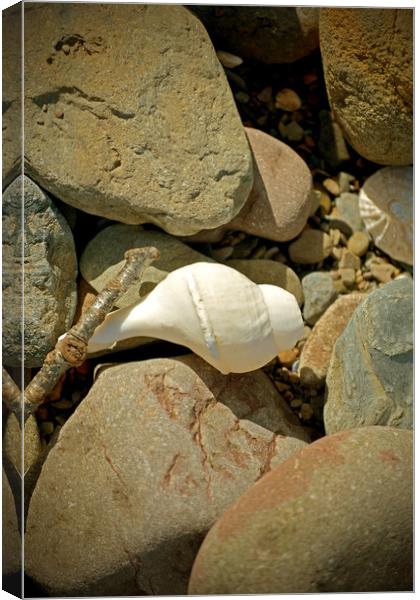 Sea Shell and Pebbles Canvas Print by graham young