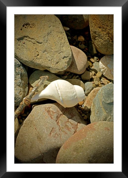 Sea Shell and Pebbles Framed Mounted Print by graham young