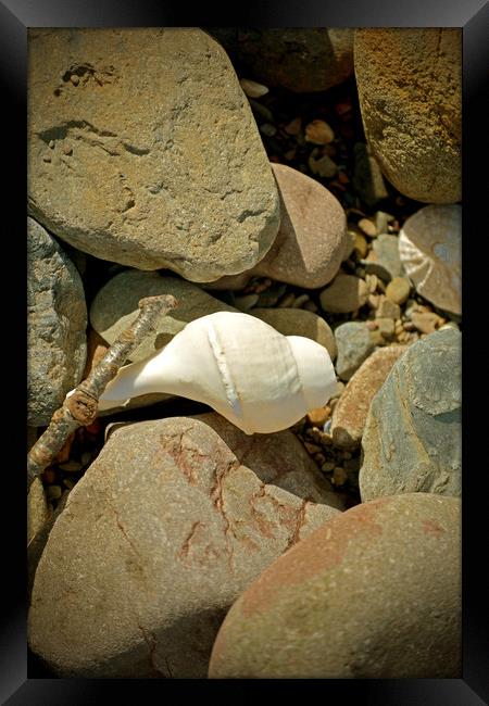 Sea Shell and Pebbles Framed Print by graham young