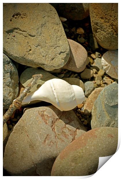 Sea Shell and Pebbles Print by graham young