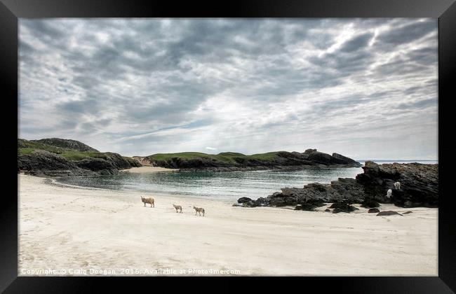 Sheep on the Beach - Clachtoll Scotland Framed Print by Craig Doogan