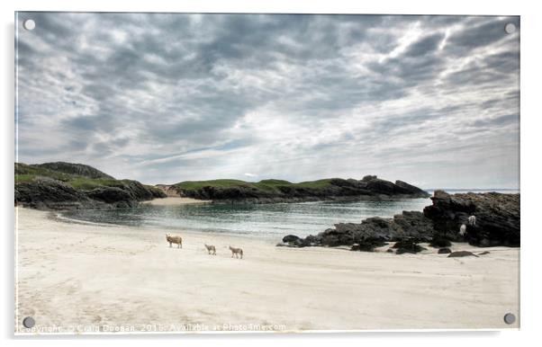 Sheep on the Beach - Clachtoll Scotland Acrylic by Craig Doogan