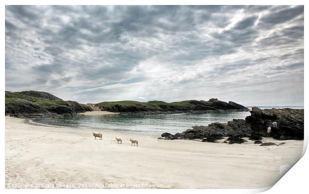 Sheep on the Beach - Clachtoll Scotland Print by Craig Doogan