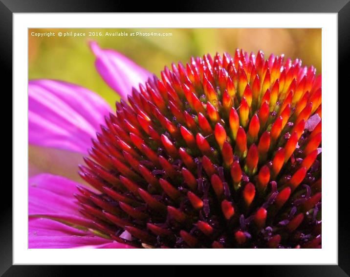 coneflower fingers Framed Mounted Print by phil pace