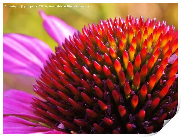 coneflower fingers Print by phil pace