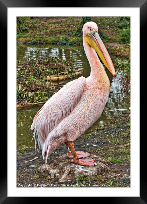 Pelican Framed Mounted Print by Raymond Davis