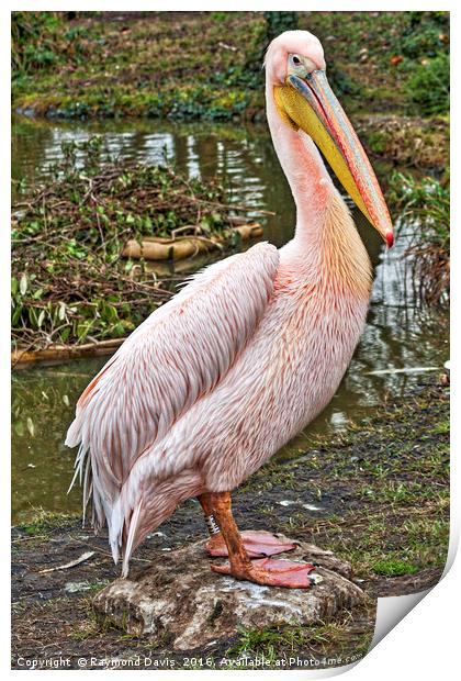 Pelican Print by Raymond Davis