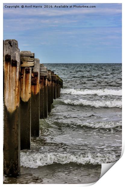 Groynes at Horsey Gap Print by Avril Harris