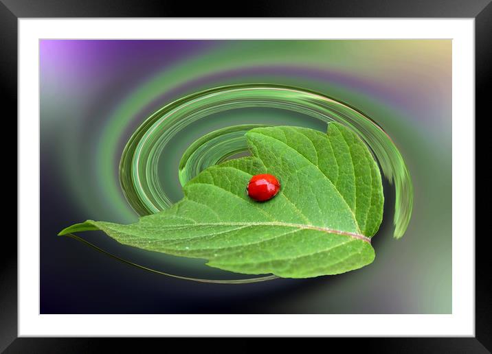 baby ladybug Framed Mounted Print by Marinela Feier