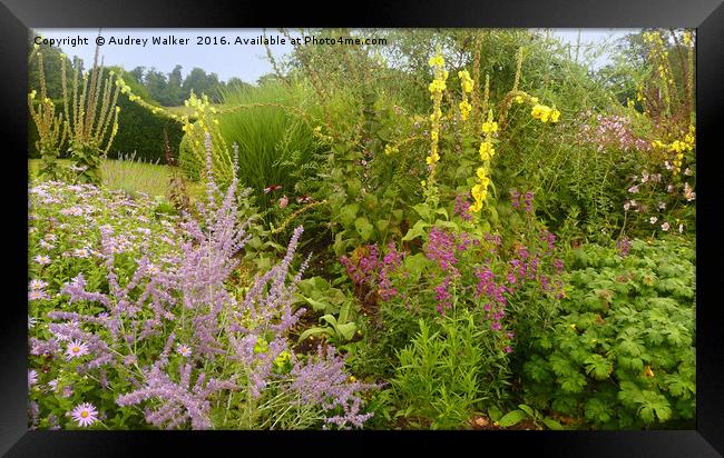 herbaceous border late Summer Framed Print by Audrey Walker