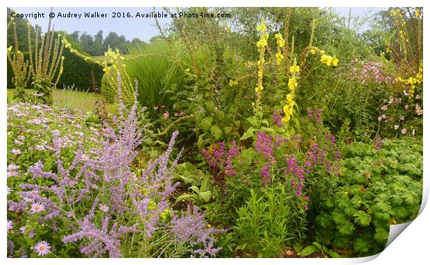herbaceous border late Summer Print by Audrey Walker