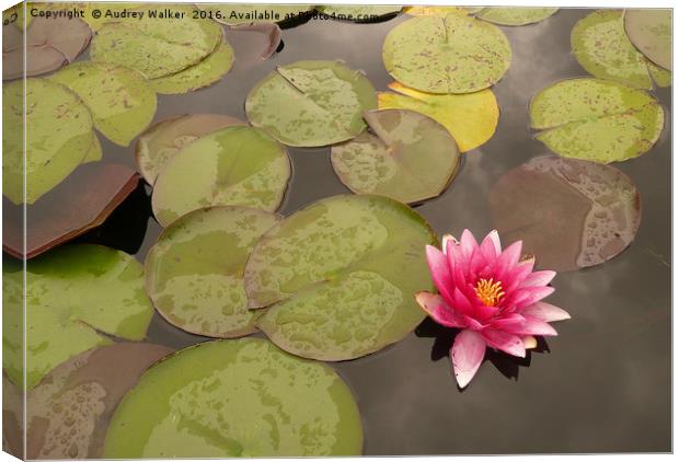 water lily in pond Canvas Print by Audrey Walker