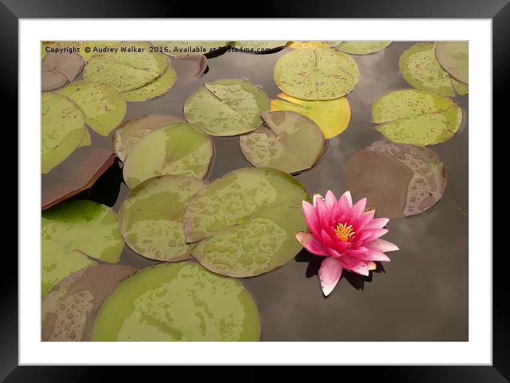 water lily in pond Framed Mounted Print by Audrey Walker