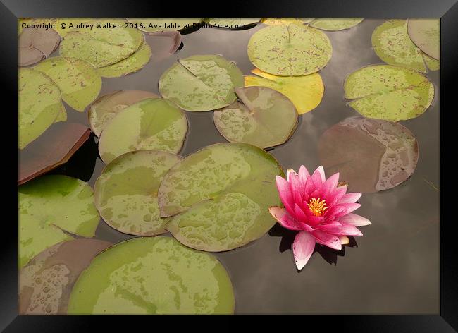 water lily in pond Framed Print by Audrey Walker