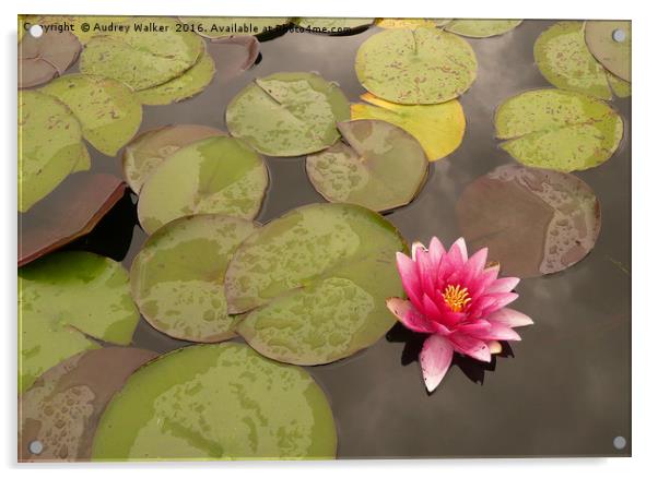 water lily in pond Acrylic by Audrey Walker