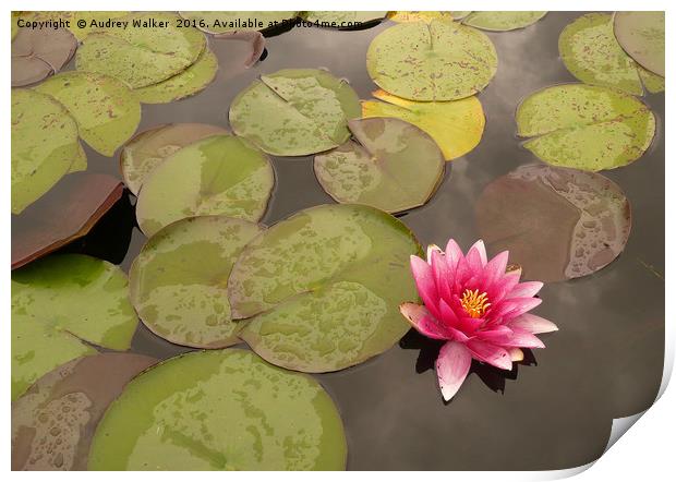 water lily in pond Print by Audrey Walker