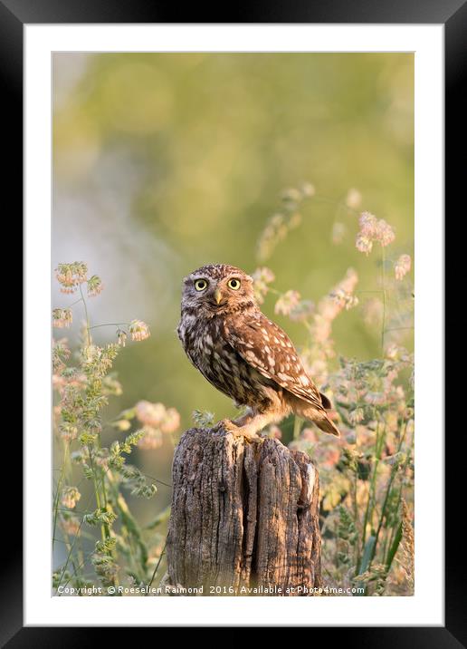 The Little Owl Framed Mounted Print by Roeselien Raimond