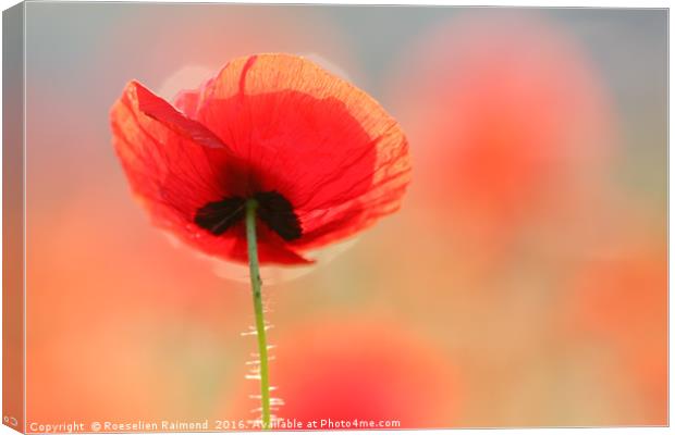 Red Poppy Dream Canvas Print by Roeselien Raimond