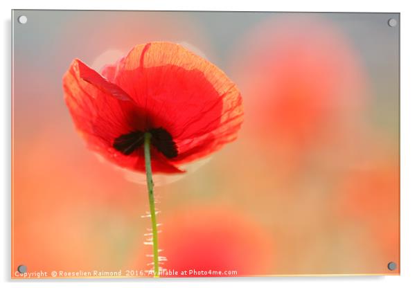 Red Poppy Dream Acrylic by Roeselien Raimond