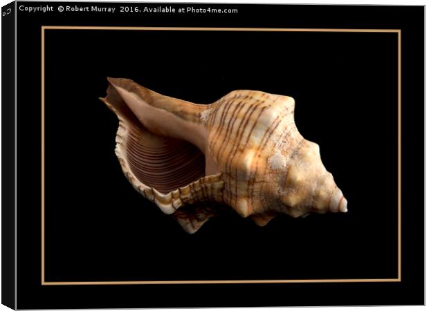 Conch 2 Canvas Print by Robert Murray
