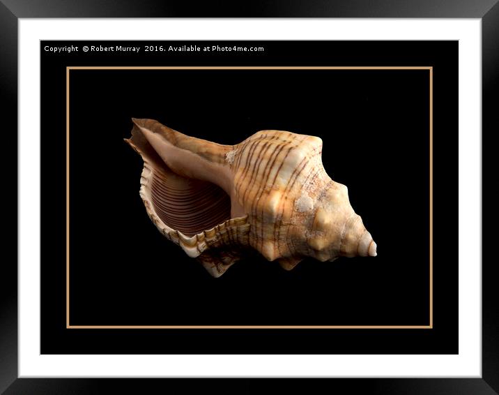 Conch 2 Framed Mounted Print by Robert Murray