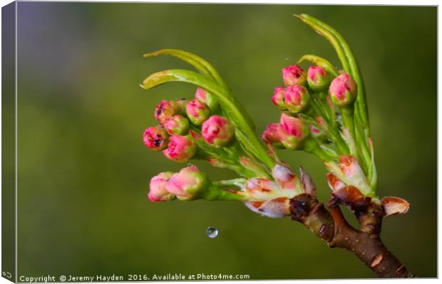 Cherry Blossoms and a Drop of Water Canvas Print by Jeremy Hayden