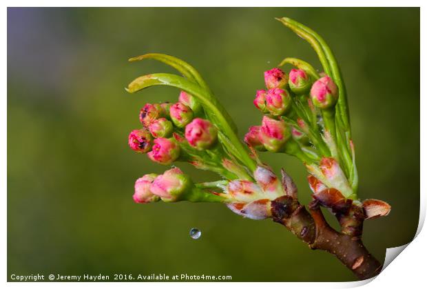 Cherry Blossoms and a Drop of Water Print by Jeremy Hayden