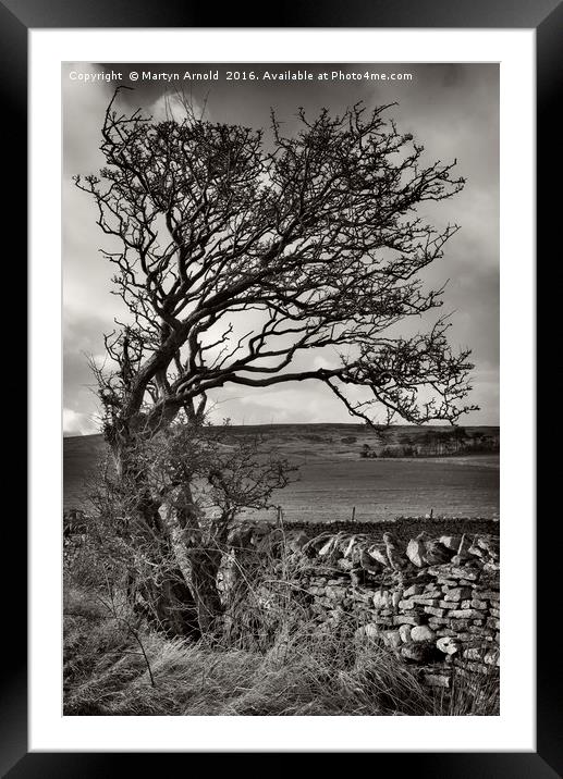 Windswept Winter Tree Framed Mounted Print by Martyn Arnold