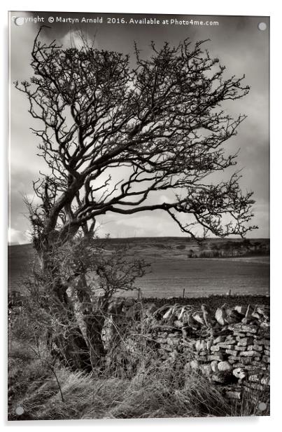 Windswept Winter Tree Acrylic by Martyn Arnold