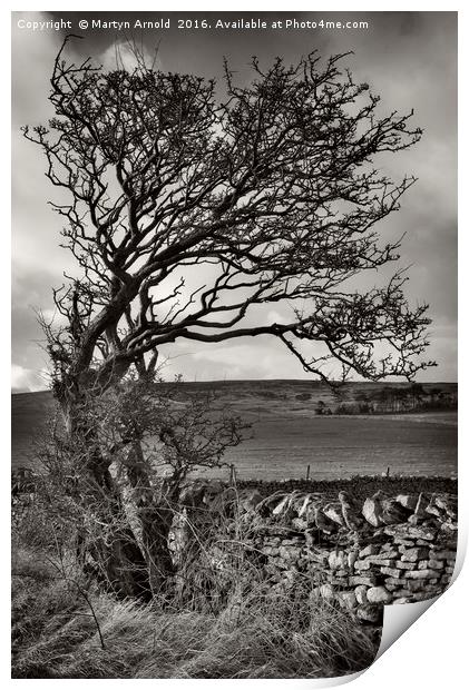 Windswept Winter Tree Print by Martyn Arnold